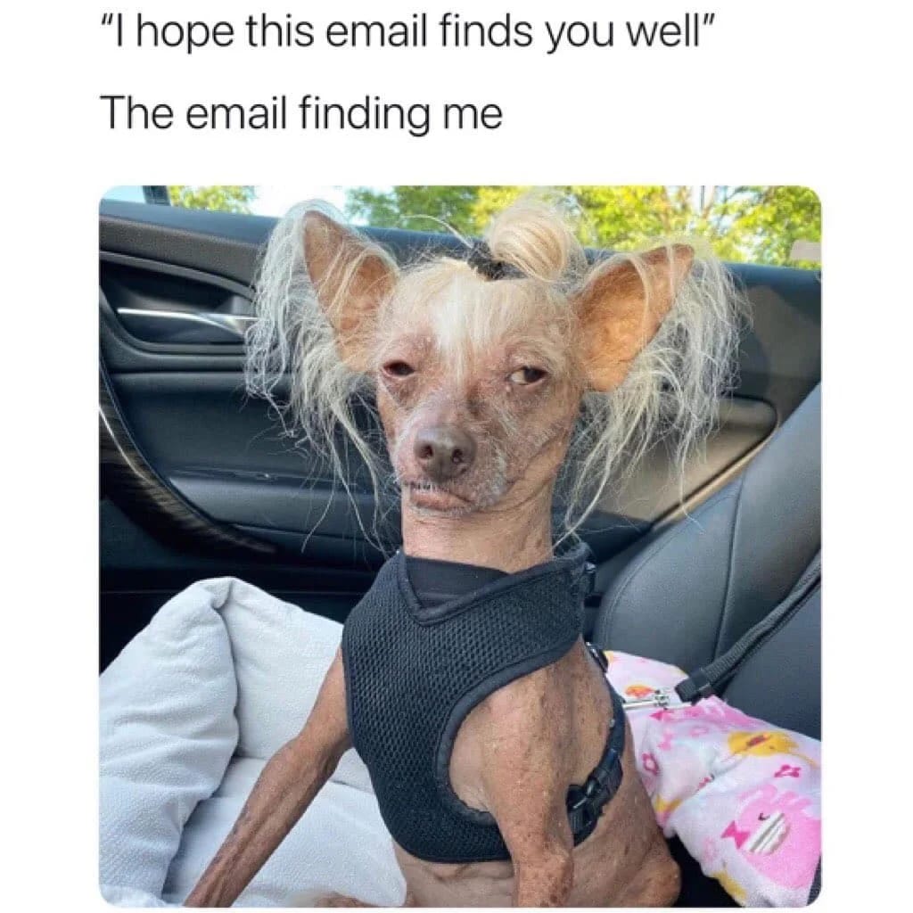 Dog with long ears in car