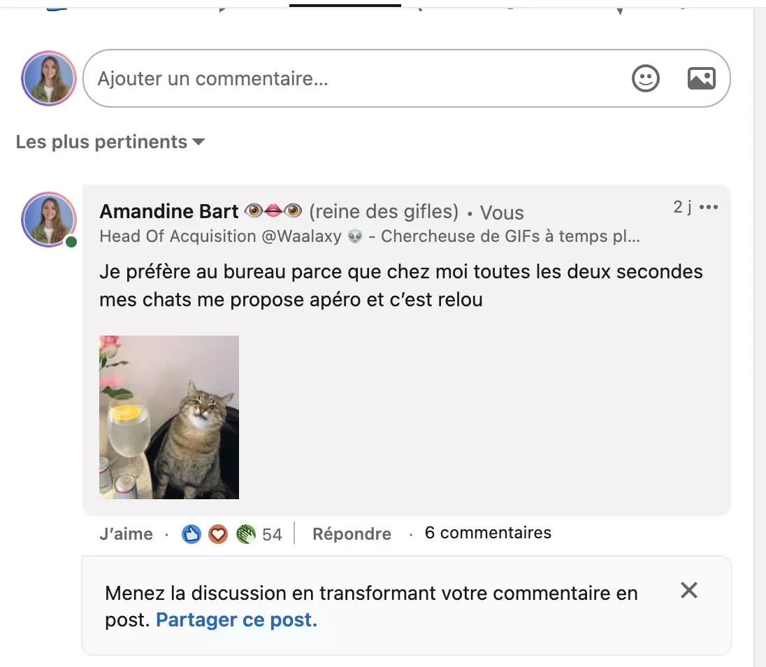 Chat propose apéro bureau humour