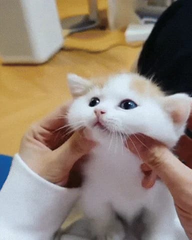 Kitten Gifsthatkeepongiving GIF